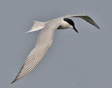 Gull-billed Tern