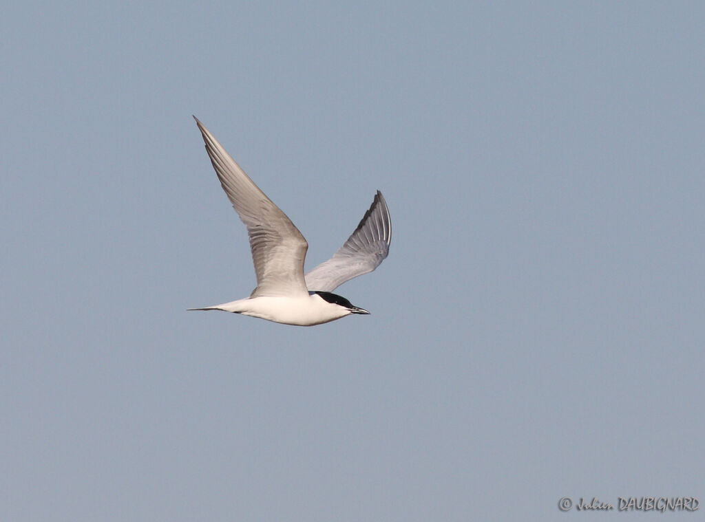 Gull-billed Tern, Flight