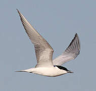 Gull-billed Tern