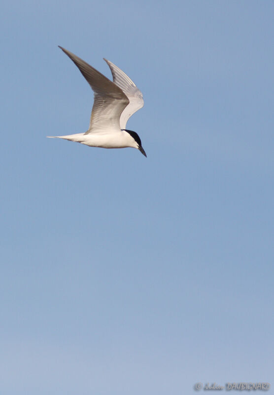 Gull-billed Tern, Flight