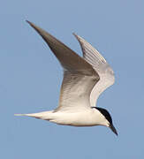 Gull-billed Tern