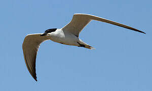 Gull-billed Tern