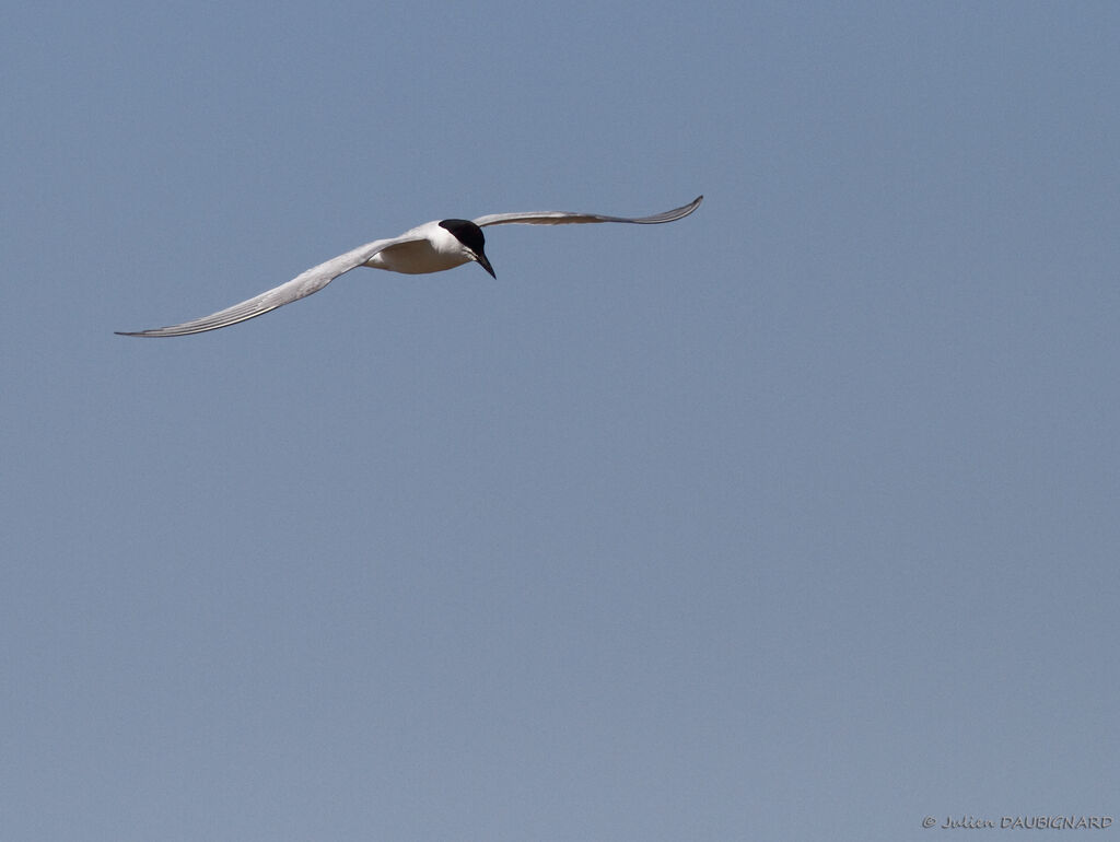 Gull-billed Ternadult, Flight