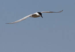 Gull-billed Tern