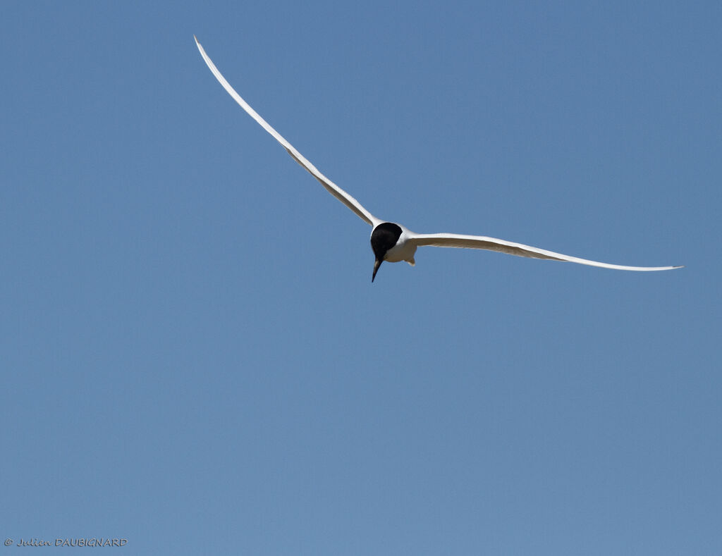 Gull-billed Ternadult, Flight