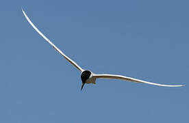 Gull-billed Tern