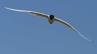 Gull-billed Tern