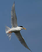 Little Tern