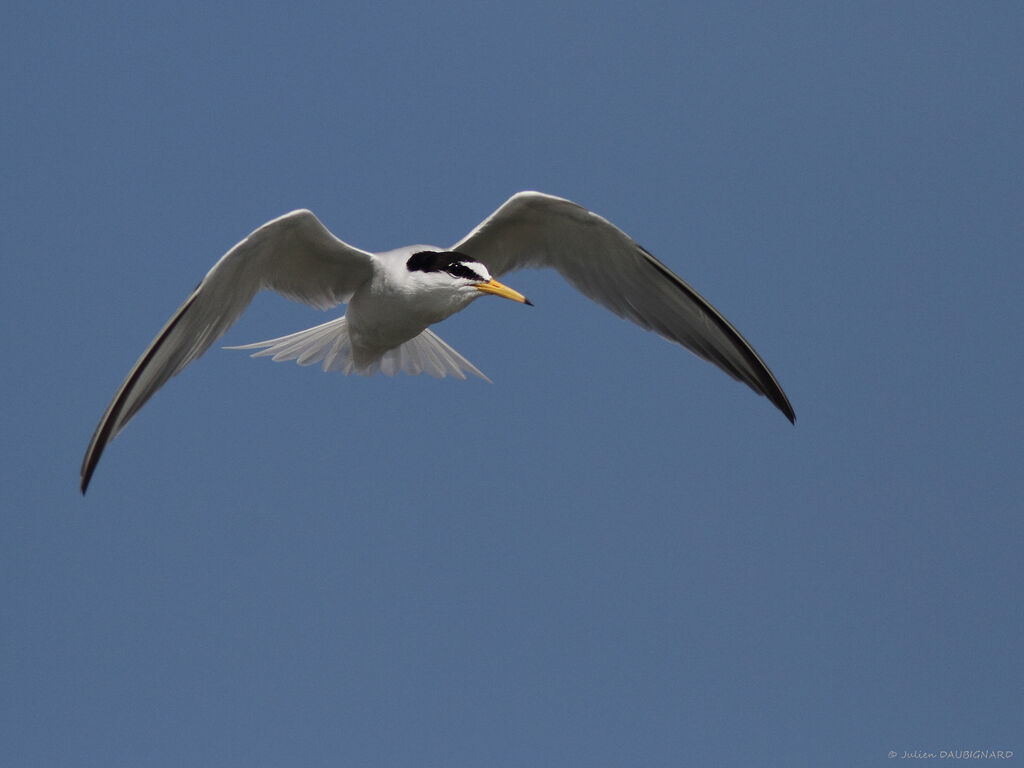 Little Ternadult, identification, Flight