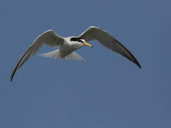 Little Tern