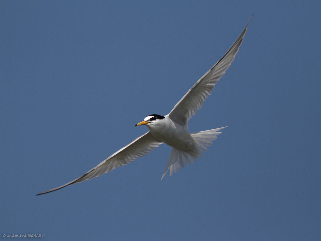 Little Ternadult, Flight