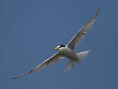 Little Tern