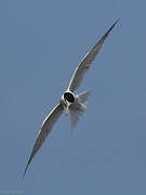 Little Tern