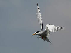 Little Tern