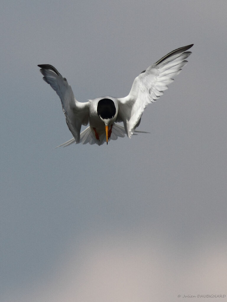 Little Ternadult, Flight