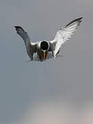 Little Tern