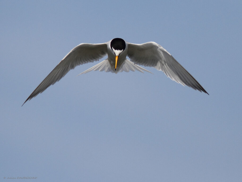 Little Ternadult, Flight