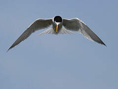 Little Tern