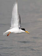 Little Tern