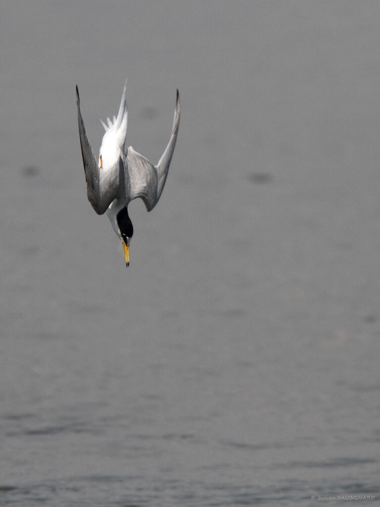 Sterne naineadulte, identification, pêche/chasse