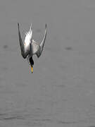 Little Tern