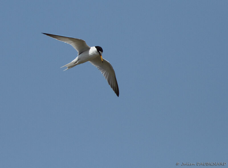 Little Tern, Flight