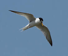 Little Tern