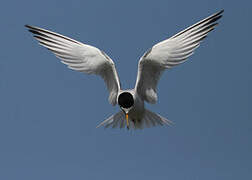 Little Tern