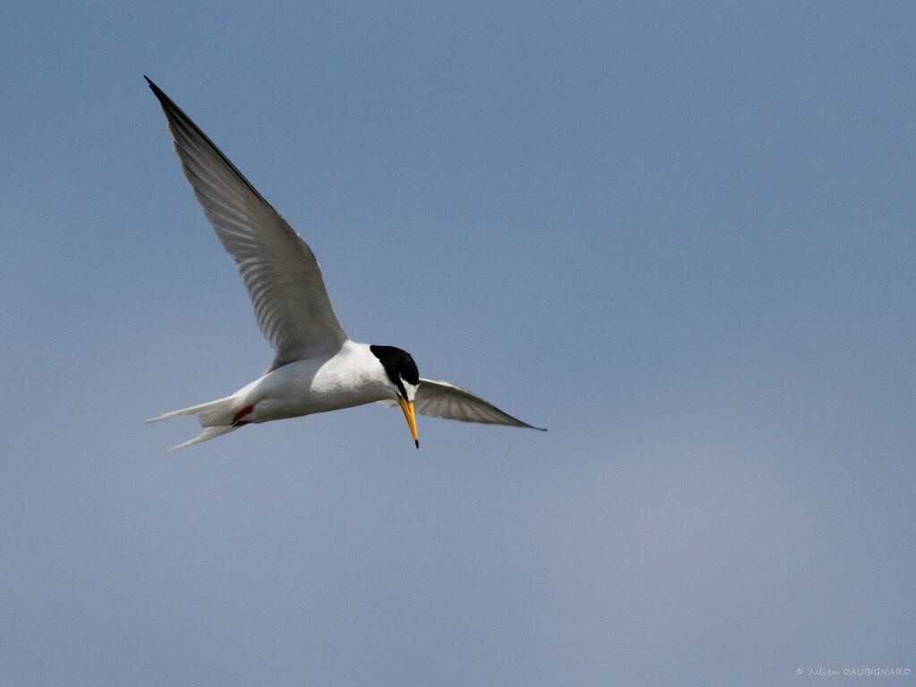 Little Ternadult, Flight