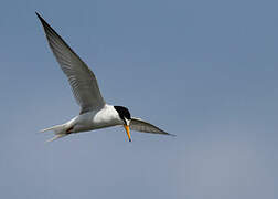 Little Tern