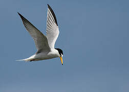 Little Tern