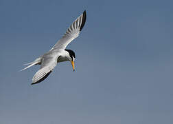 Little Tern