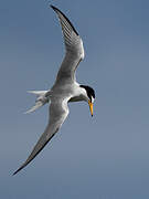 Little Tern