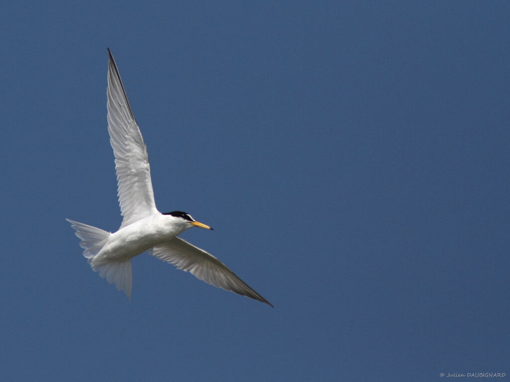 Little Ternadult, Flight