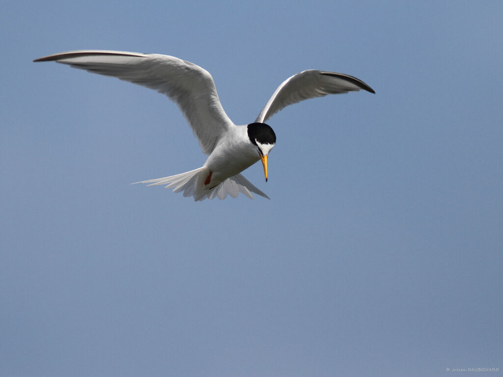 Little Ternadult, Flight