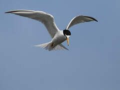 Little Tern