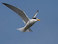 Little Tern