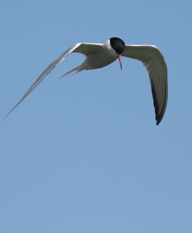 Common Ternadult, Flight