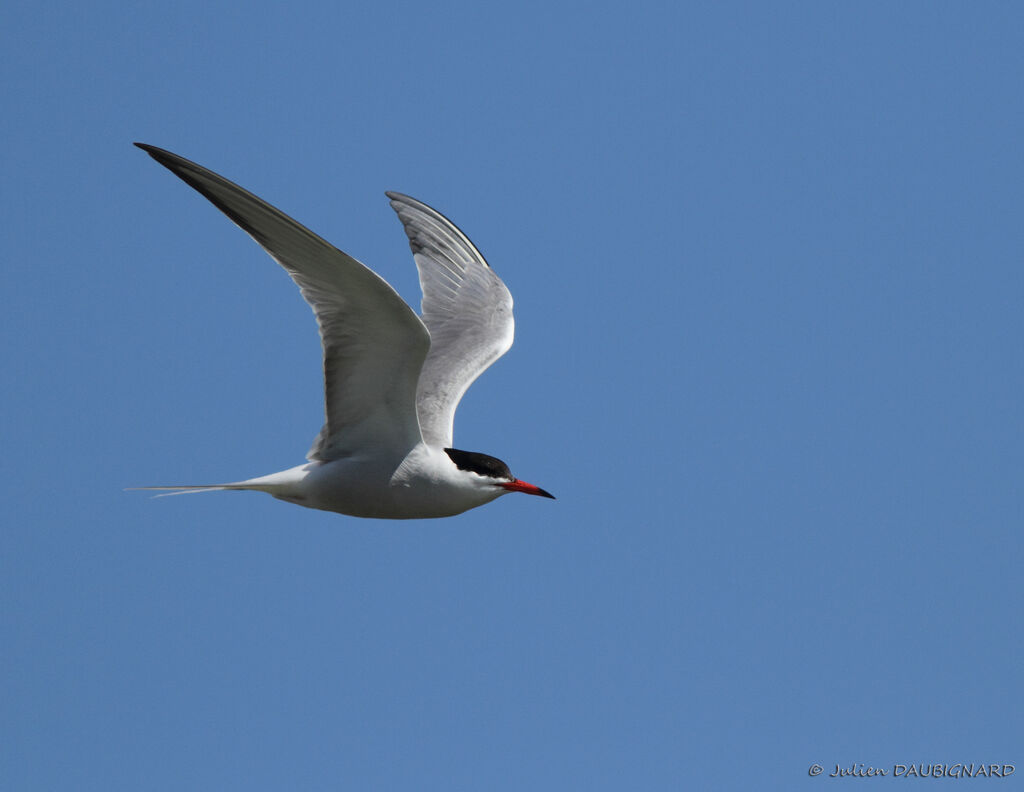 Common Ternadult, Flight