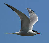 Common Tern