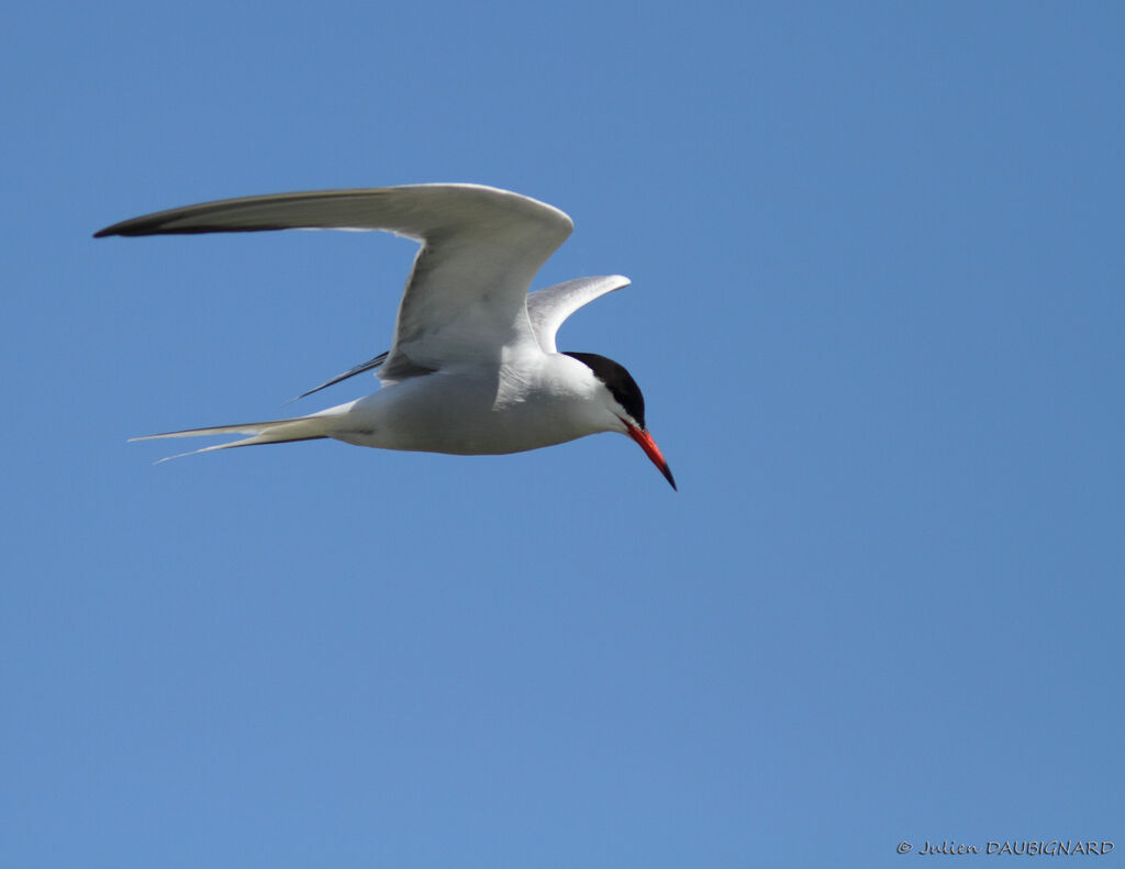 Common Ternadult, Flight