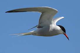 Common Tern