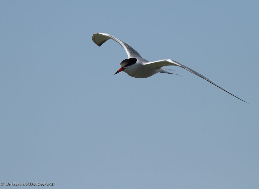 Common Ternadult, Flight