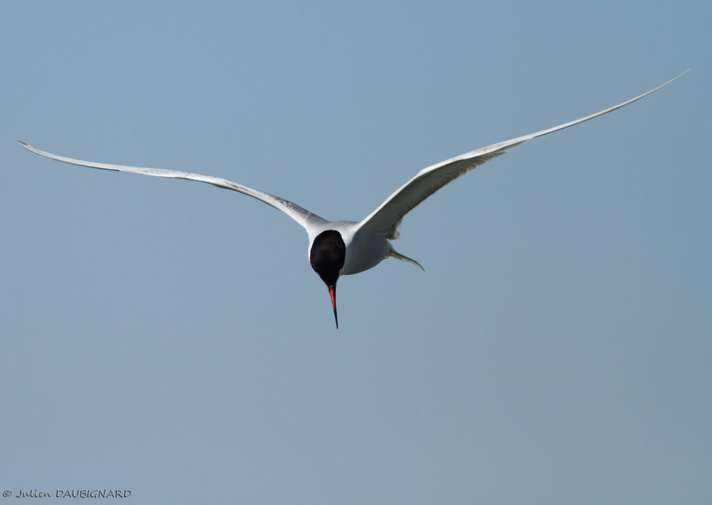 Common Ternadult, Flight