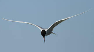 Common Tern