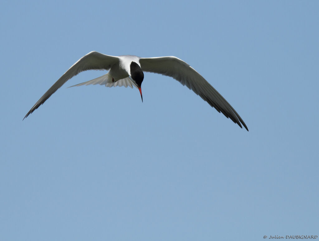 Common Ternadult, Flight