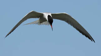 Common Tern