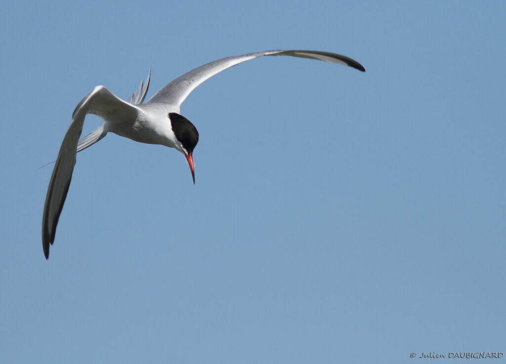 Common Ternadult, Flight