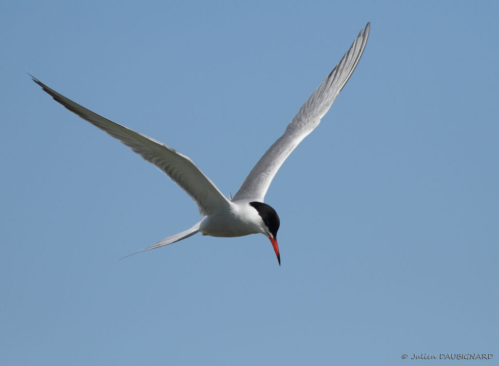 Common Ternadult, Flight