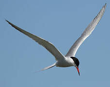 Common Tern